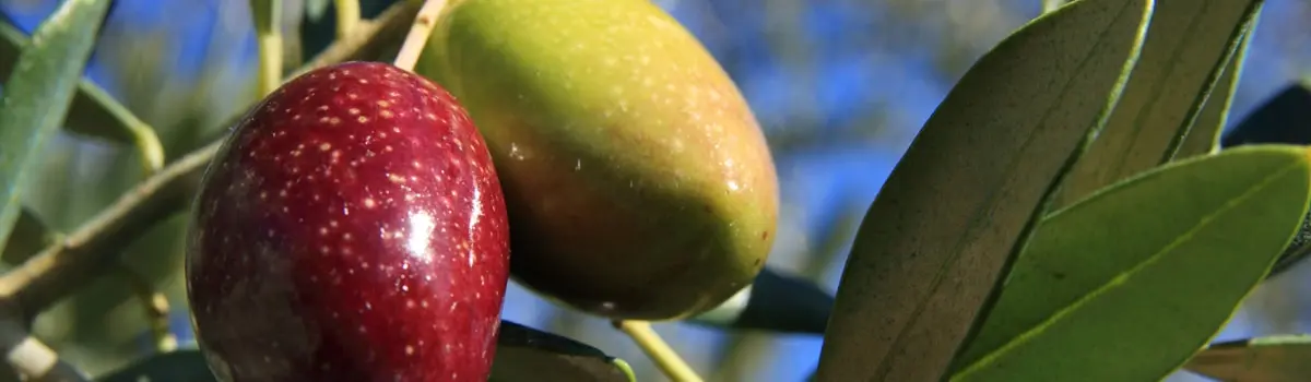 Aceite Priego de C&oacute;rdoba