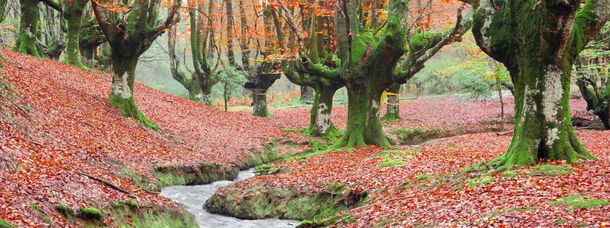Oztarreta beech forest