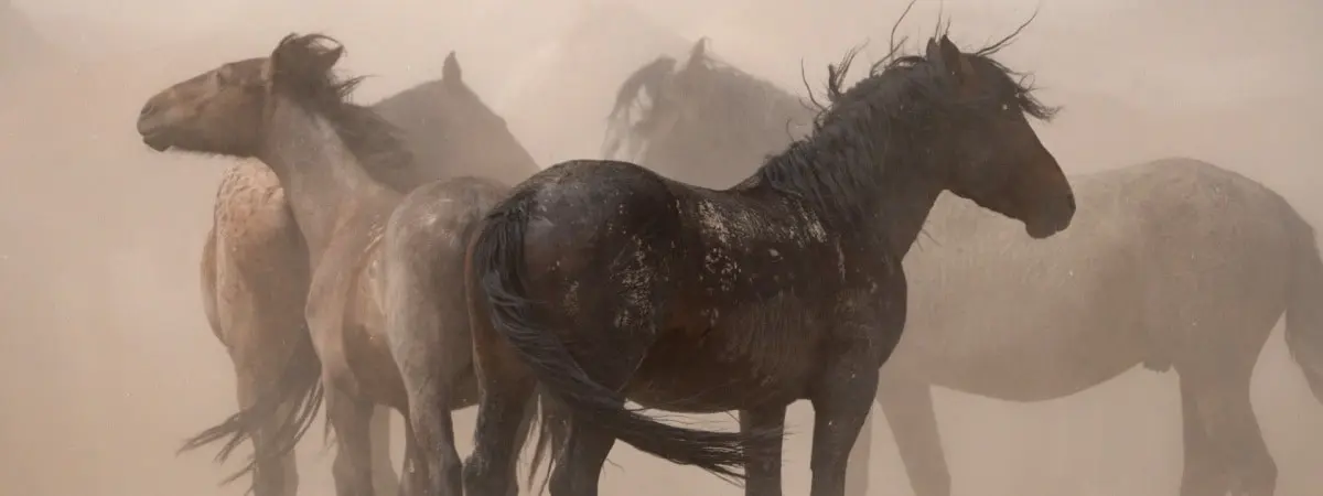 horses