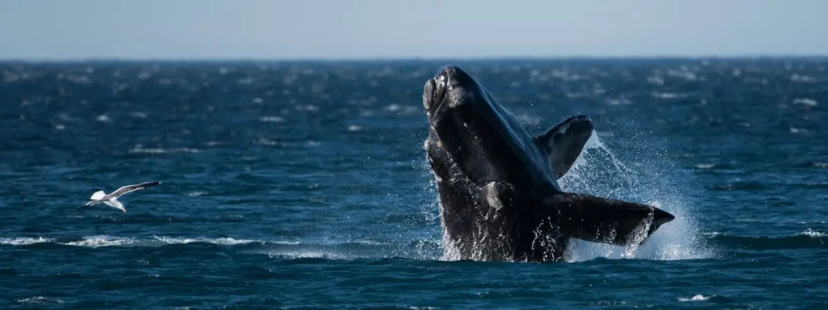 right whale