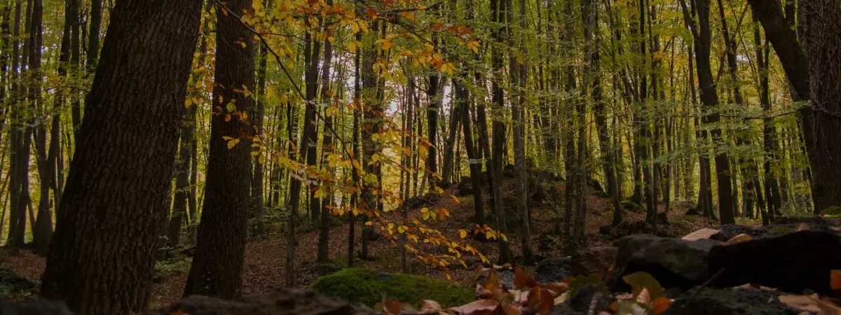 fageda