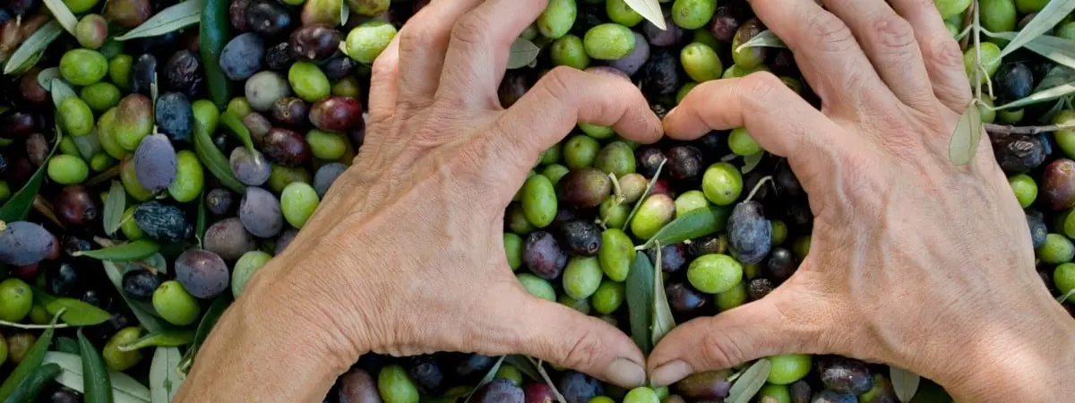 olive oil 