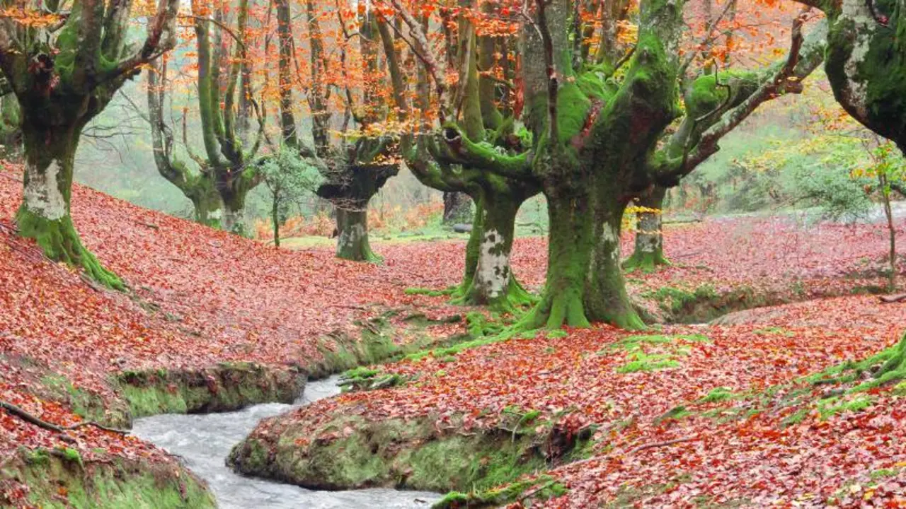 Oztarreta beech forest