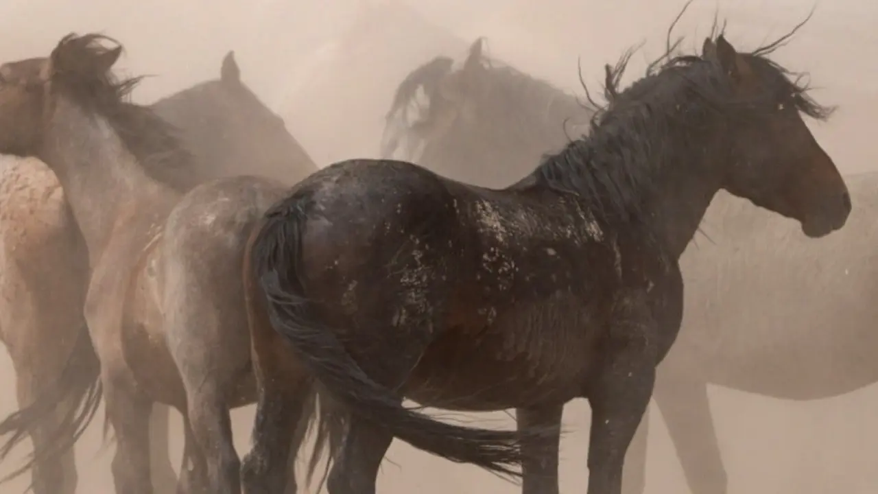 horses