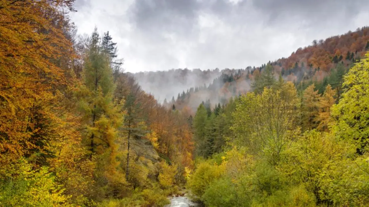 forests