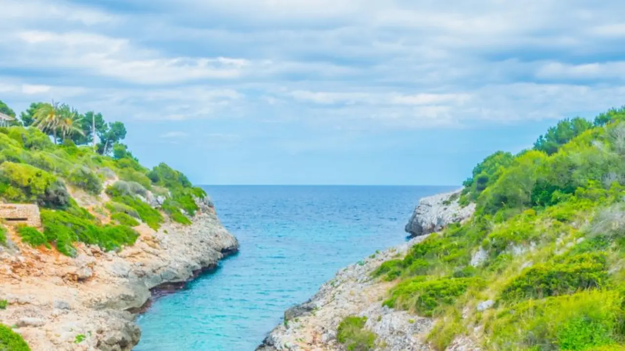 cove murta