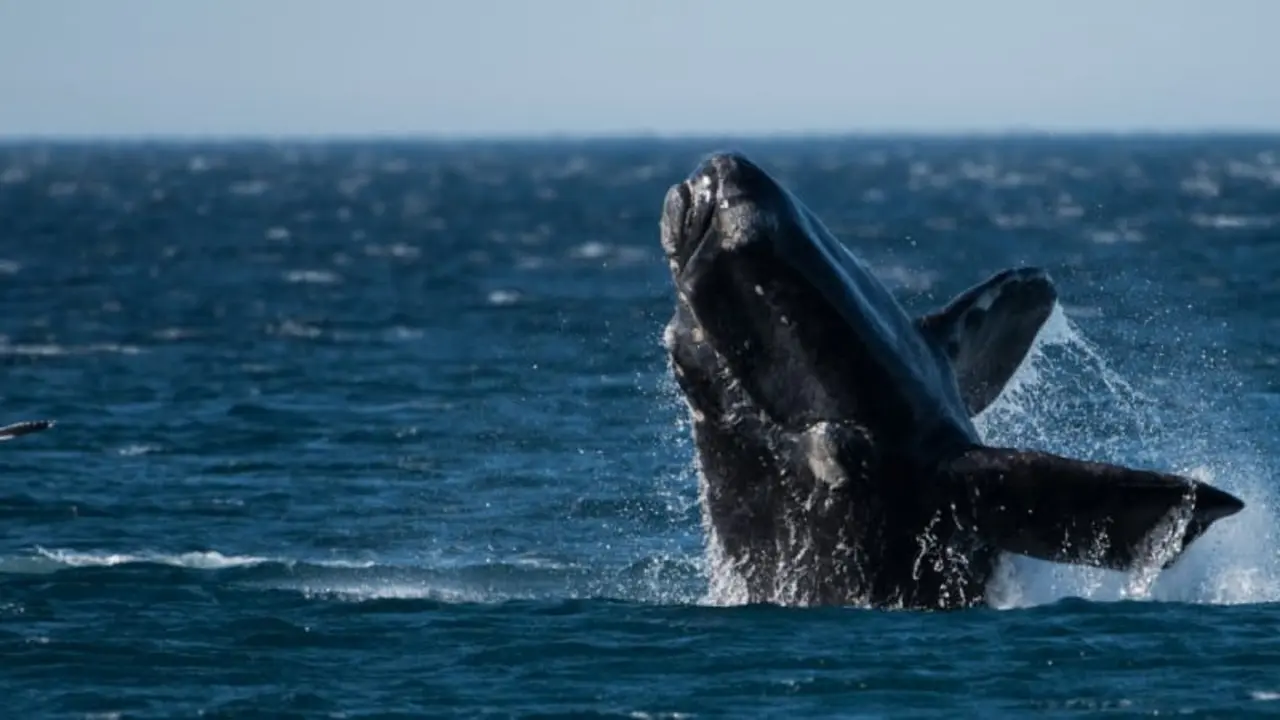 right whale