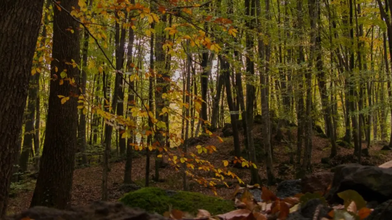 fageda
