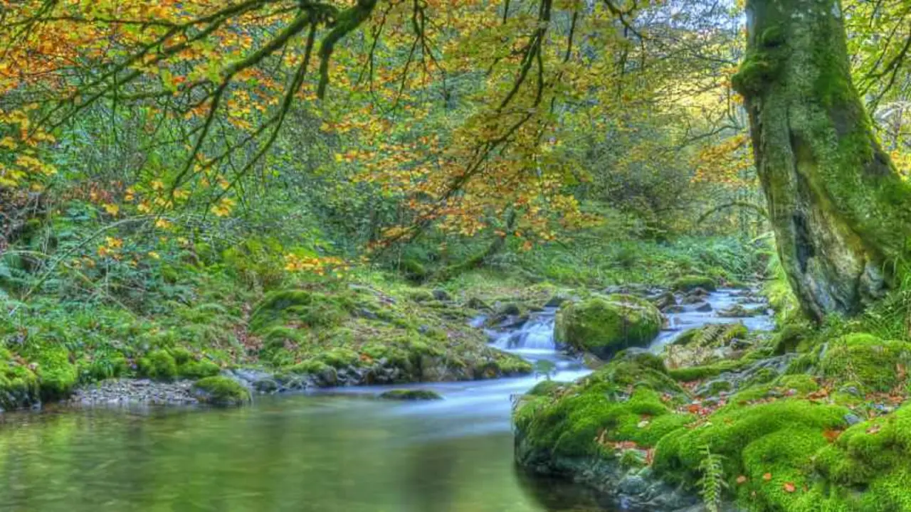 muniellos forest
