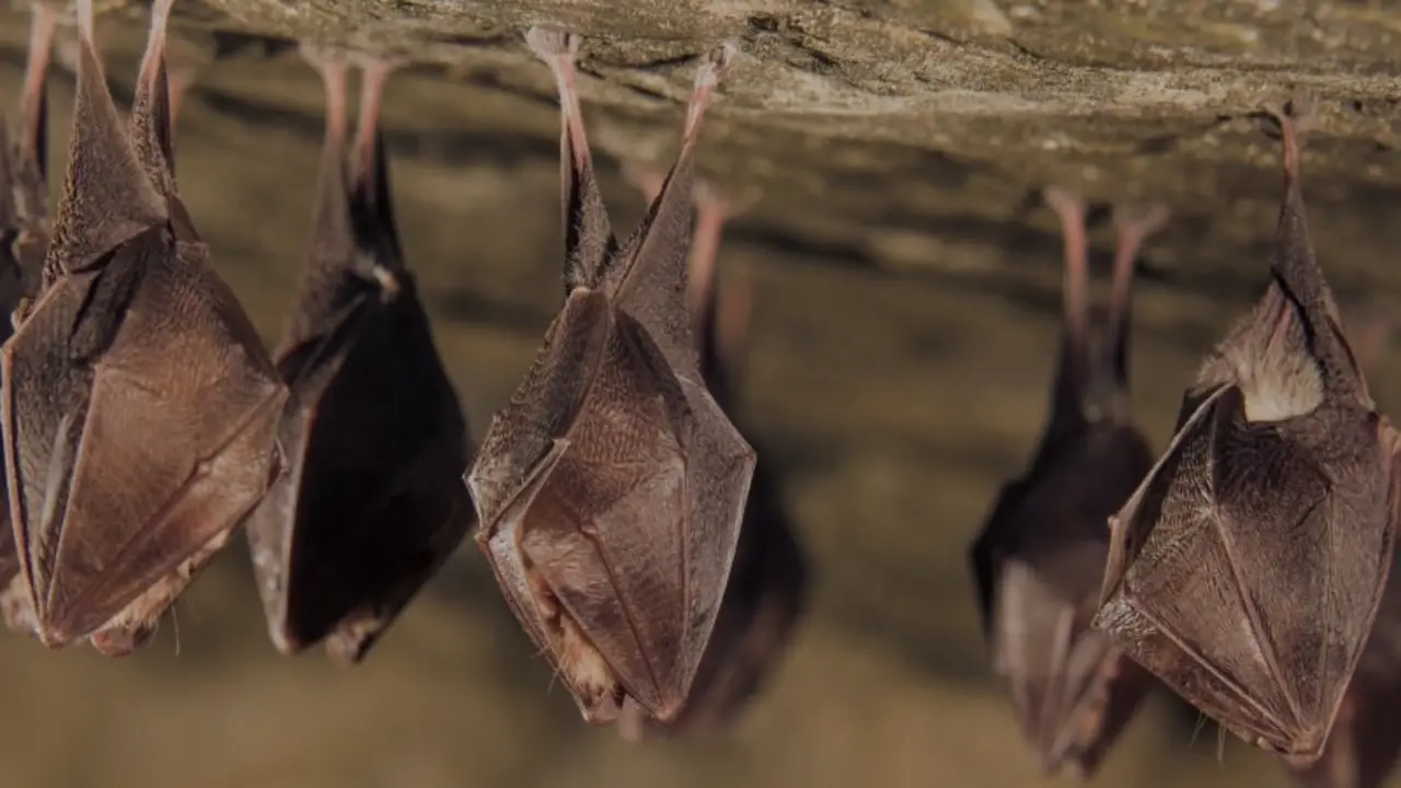 bats cave 
