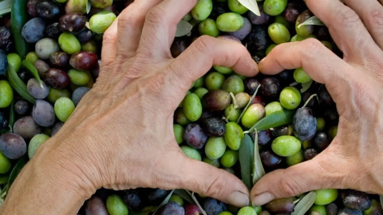 olive oil 