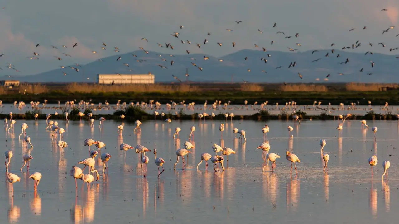 Do&ntilde;ana Biosphere Reserve. | Shutterstock