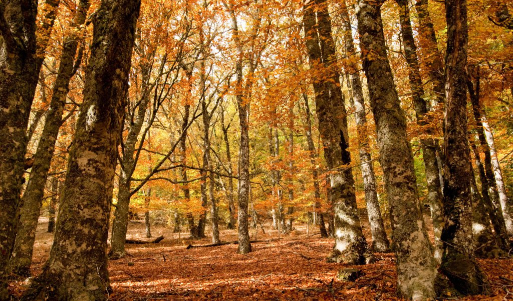 Hayedo de Montejo en otoño