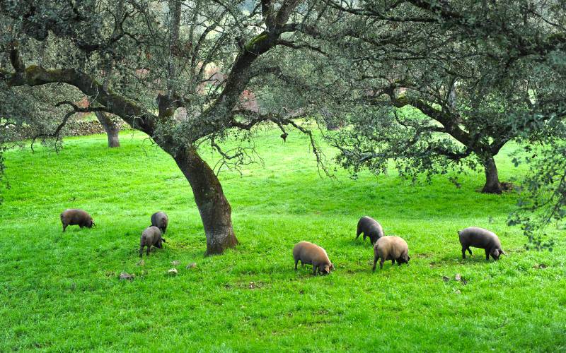 Cerdos ibéricos en Jabugo