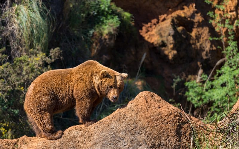 Oso Pardo en Cabárceno