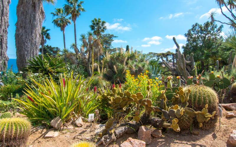 Cactus en Marimurtra