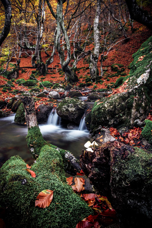 Bosque de hayas, Faedo de Ciñera