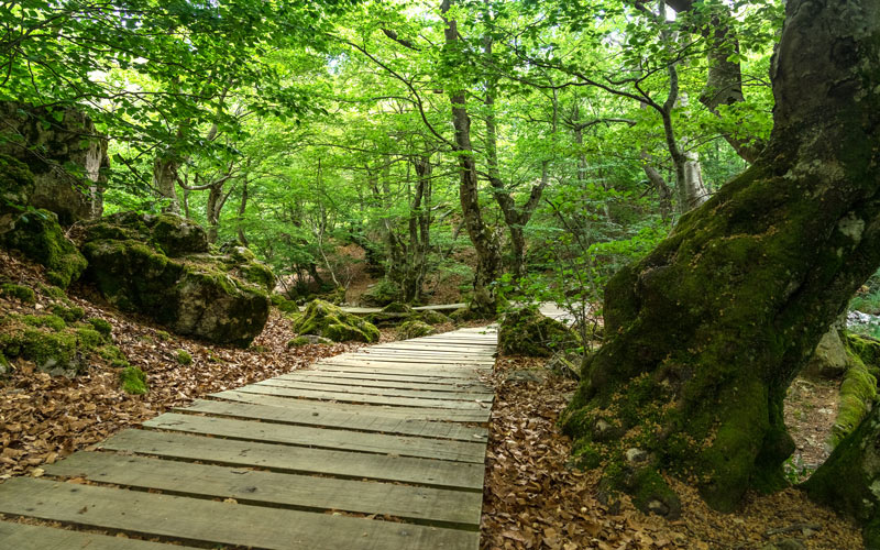Bosque de Faedo de Ciñera