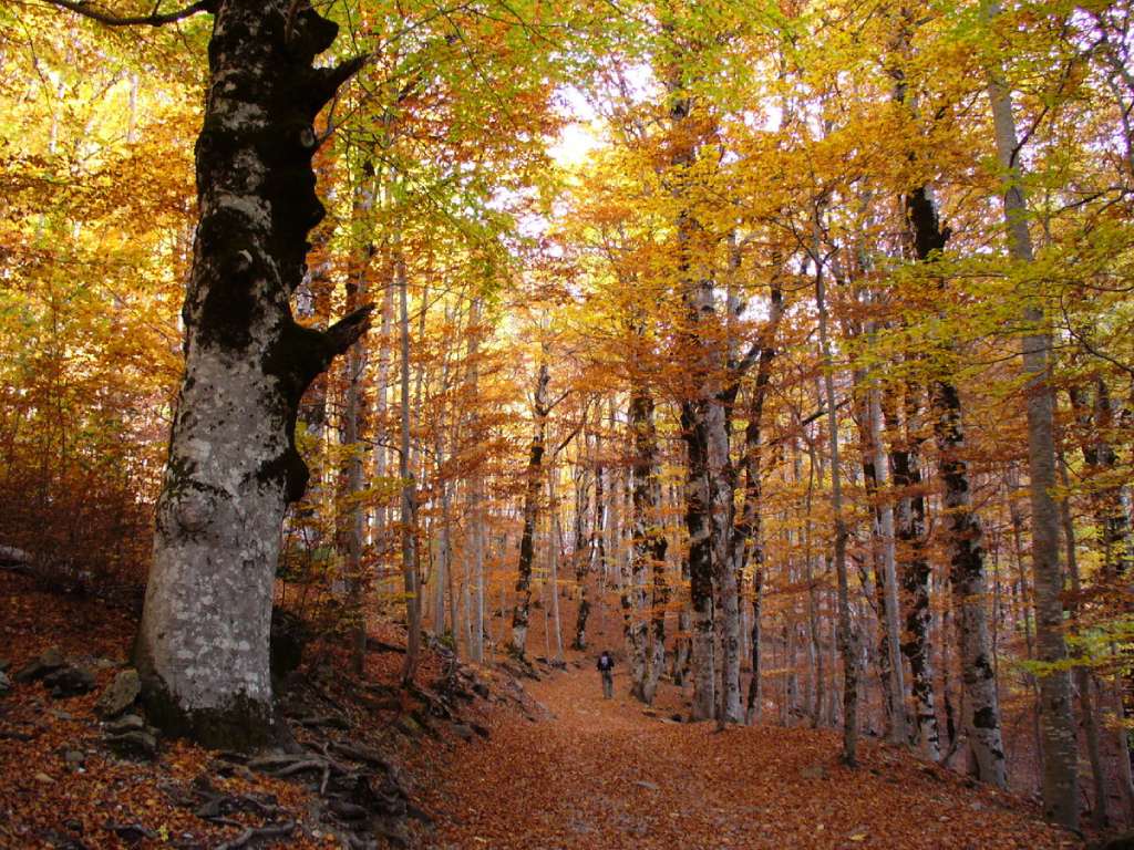 Hayedo de Ordesa en otoño