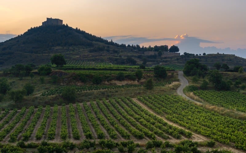 Vista de las viñas riojanas con el castillo de Davalillo al fondo