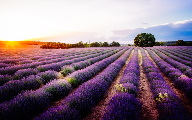 Fields of Lavender in Brihuega