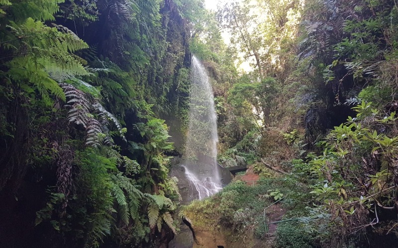 Los Tilos