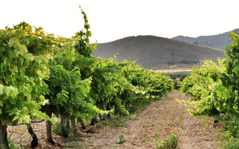 Vineyard in Murcia