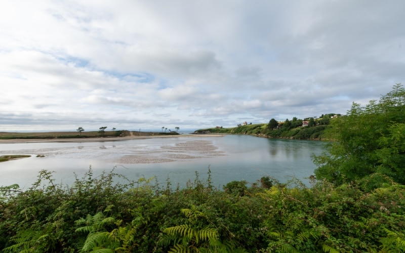 Vegetation of Oyambre Natural Park