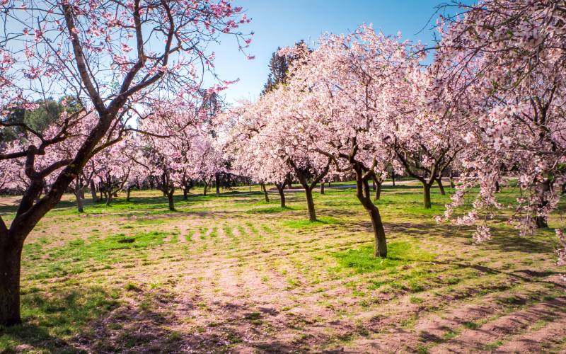 Almond trees