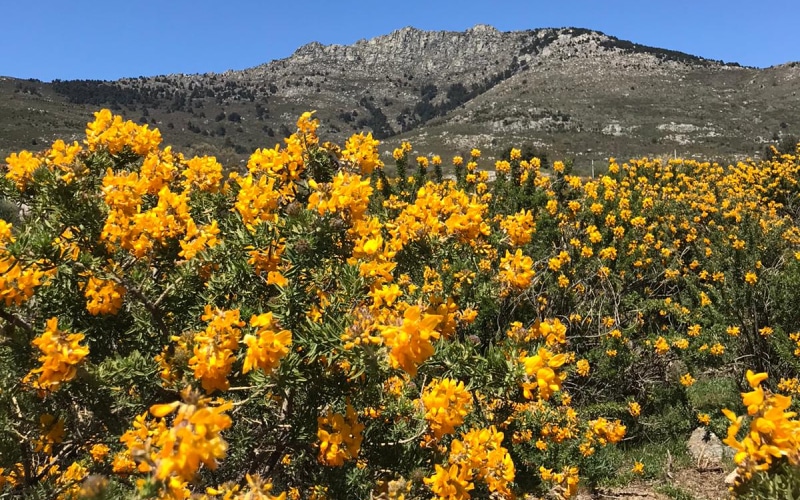 La Peñota