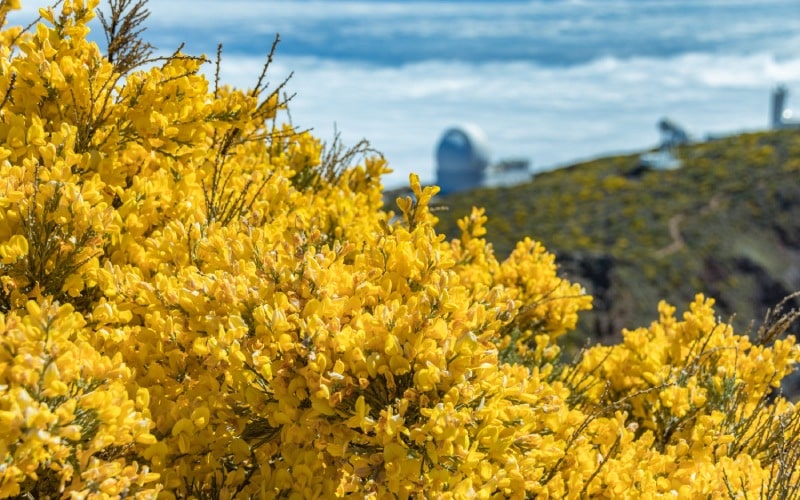 Island of La Palma