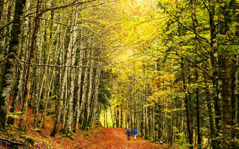 Irati forest