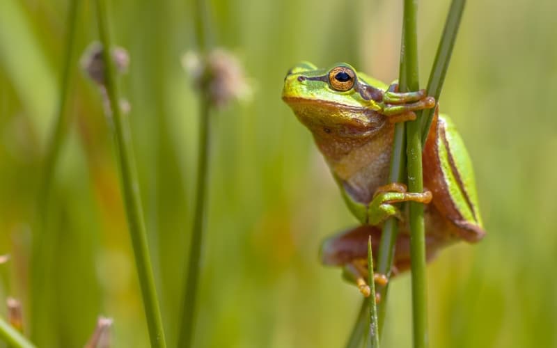 green frog