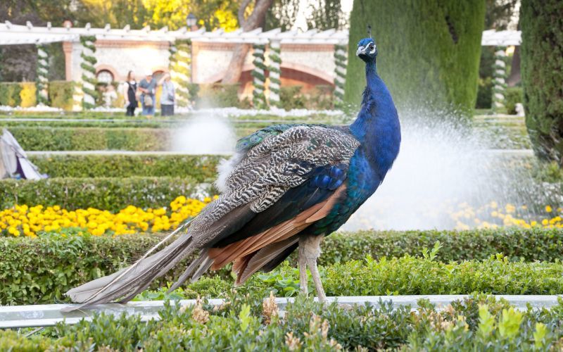 Peacock 