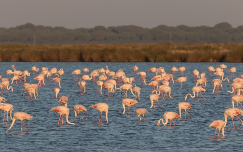 Doñana