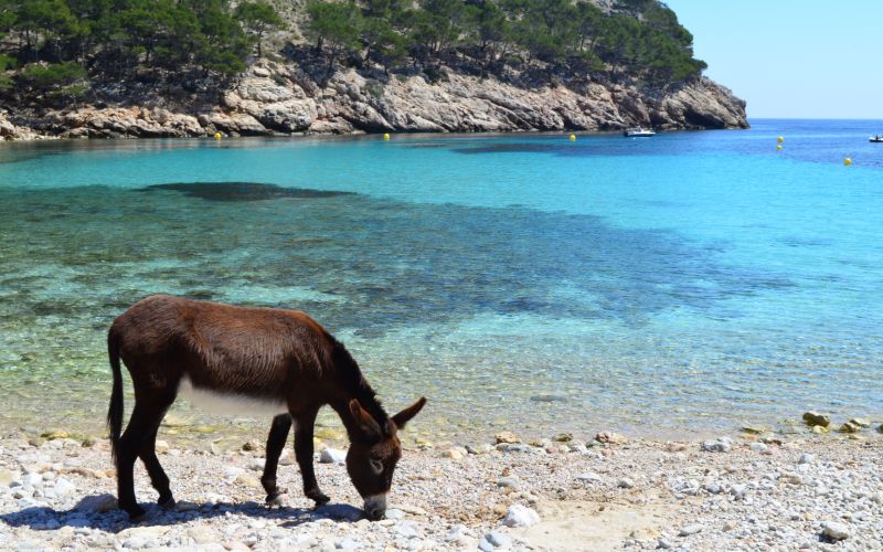 Murta cove