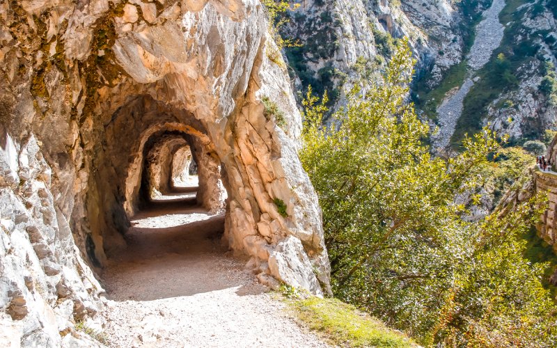 Bear Path