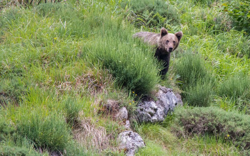 brown bear