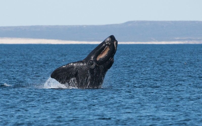 right whale