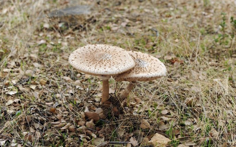 Mushrooms 