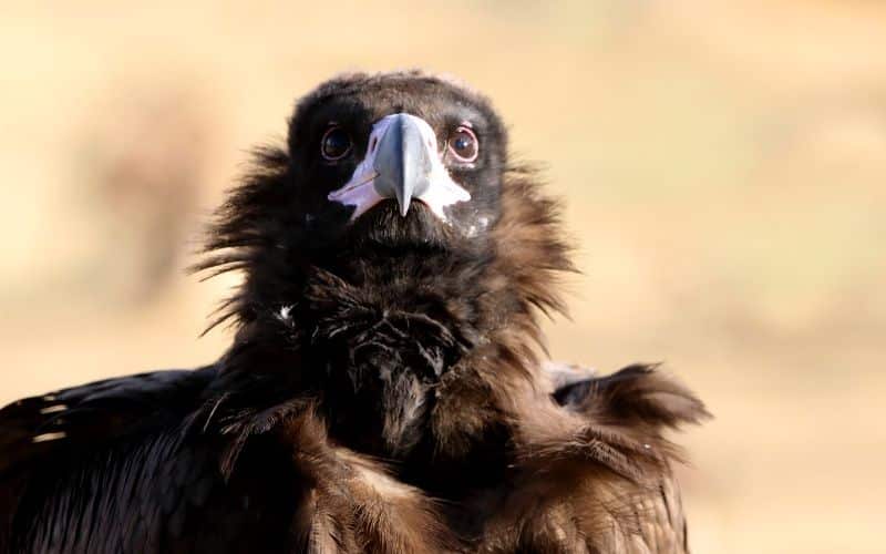 black vulture