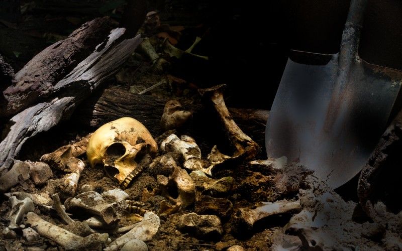 human bones