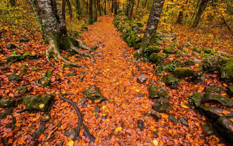 fageda d'en jordà