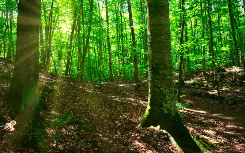 fageda d'en jordà