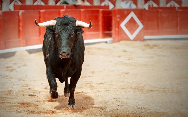 Bull