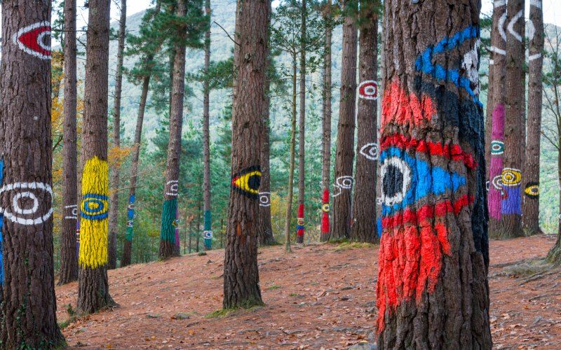 Oma Forest