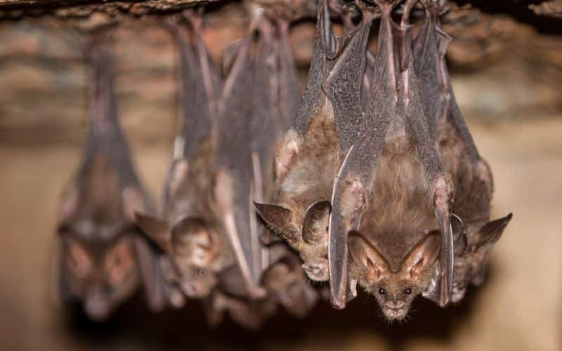 Bats 