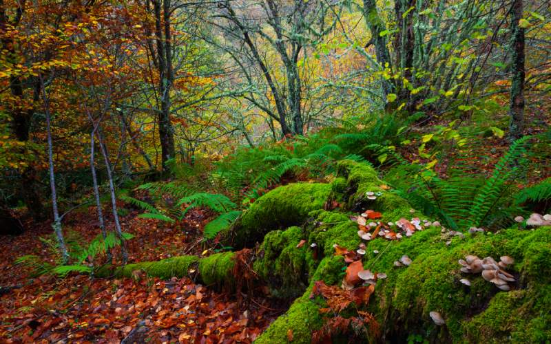 Muniellos forest