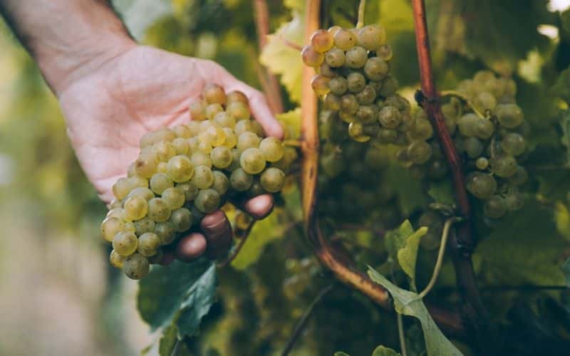 grapes