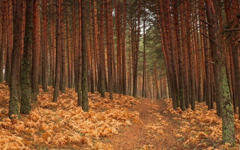 Forests of Valsaín
